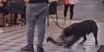 İzmir'de yasaklı cins köpeklere korku! Tepki gösterenlere "Bu işler böyle amca" Dedi! 10 dakika sonra...