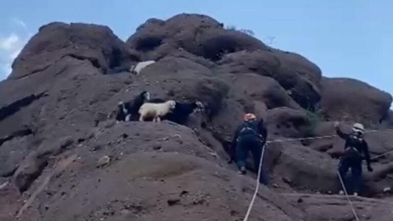 Bitlis’te kayalıklarda mahsur kalan 6 oğlak kurtarıldı