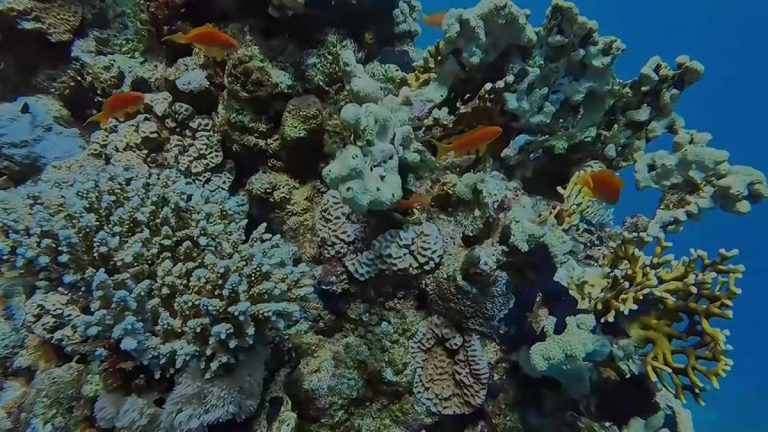 Mısır'daki denizaltı dalış meraklılarını çekiyor