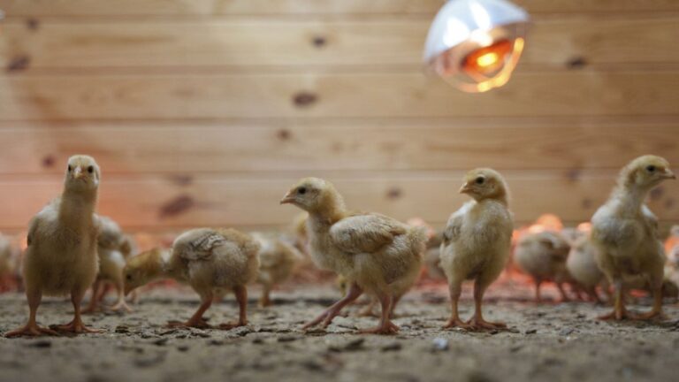 USPS kamyonunda terk edilen binlerce civciv barınağa kaldı