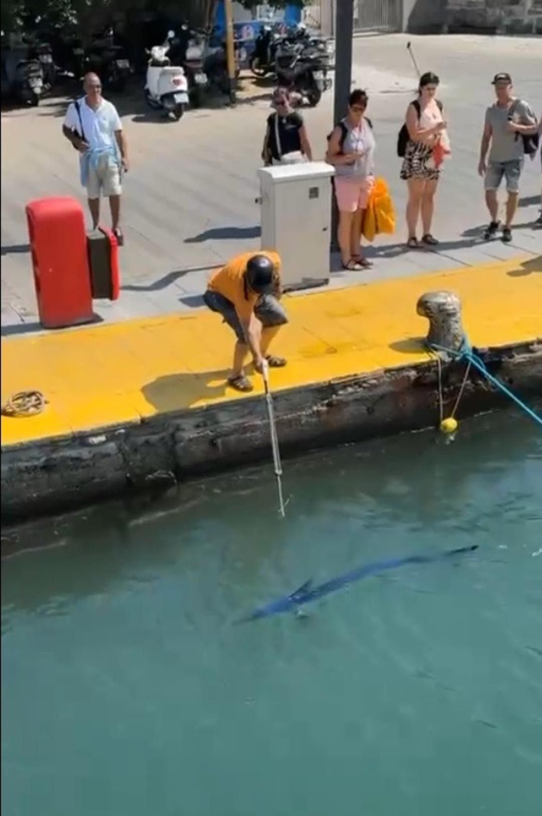 Çok vazgeç! Porto 2'de zıpkınla balık yok olmasını vurdular